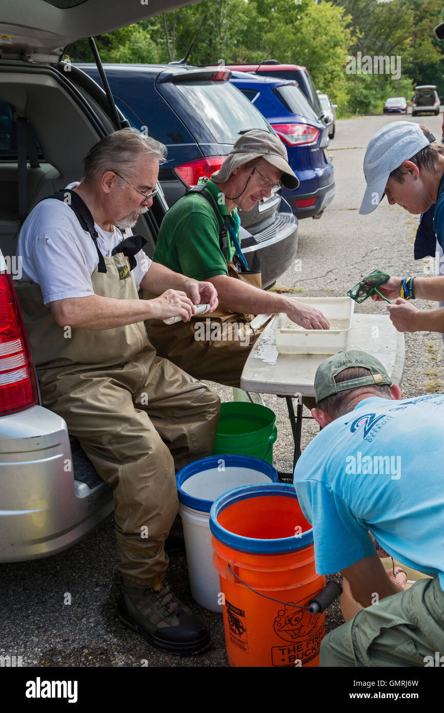 Wayne, Michigan - volontari di identificare e misurare i pesci catturati nel corso di un sondaggio di pesce sulla parte inferiore Rouge River. Foto Stock