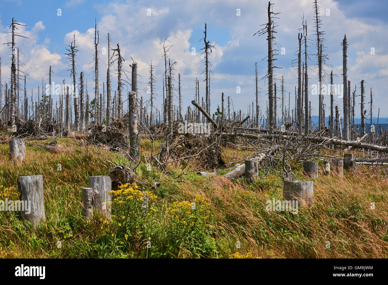Parco Nazionale di Sumava, Meridian hill, la foresta boema. Foreste attorno alla distrutta durante la tempesta Kirill. Polednik Foto Stock