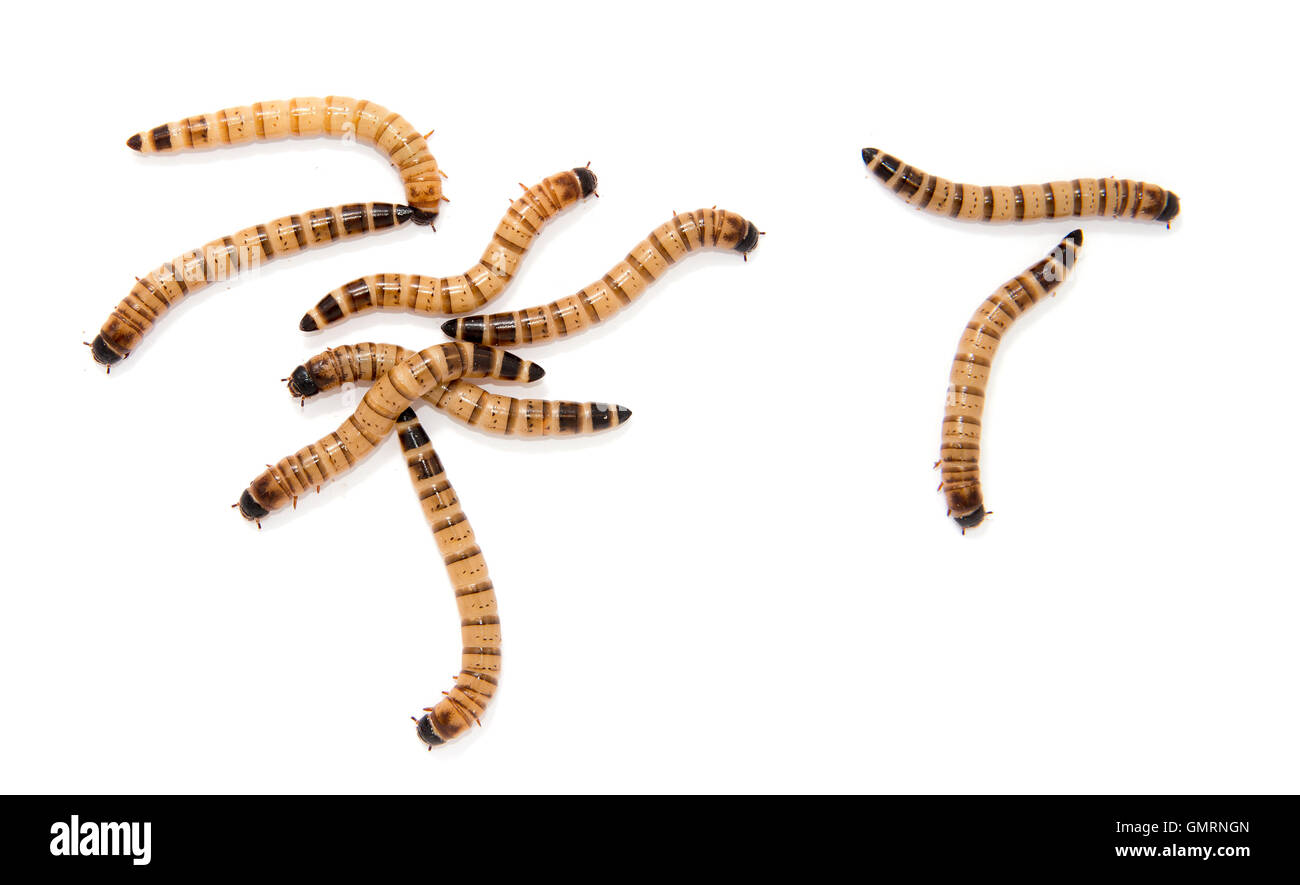 larve dello scarabeo Foto Stock