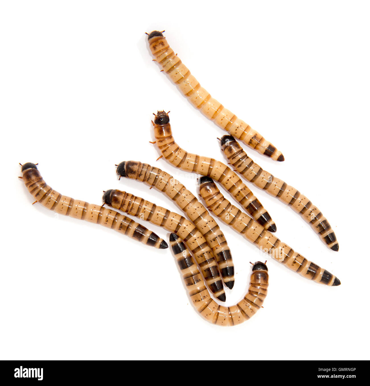 larve dello scarabeo Foto Stock