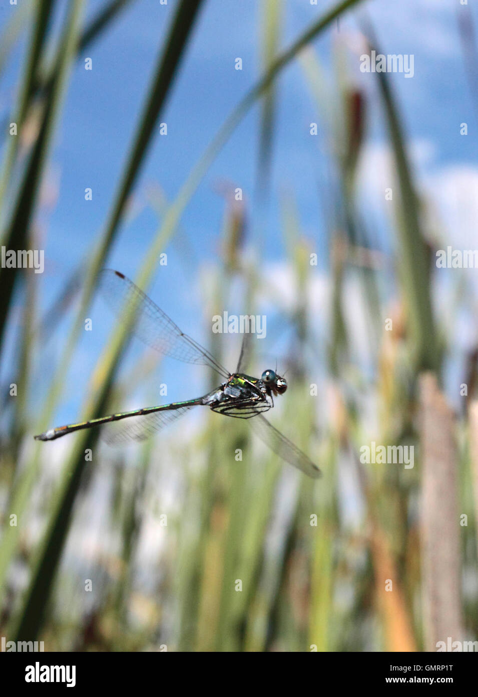 Damselfly smeraldo. Foto Stock