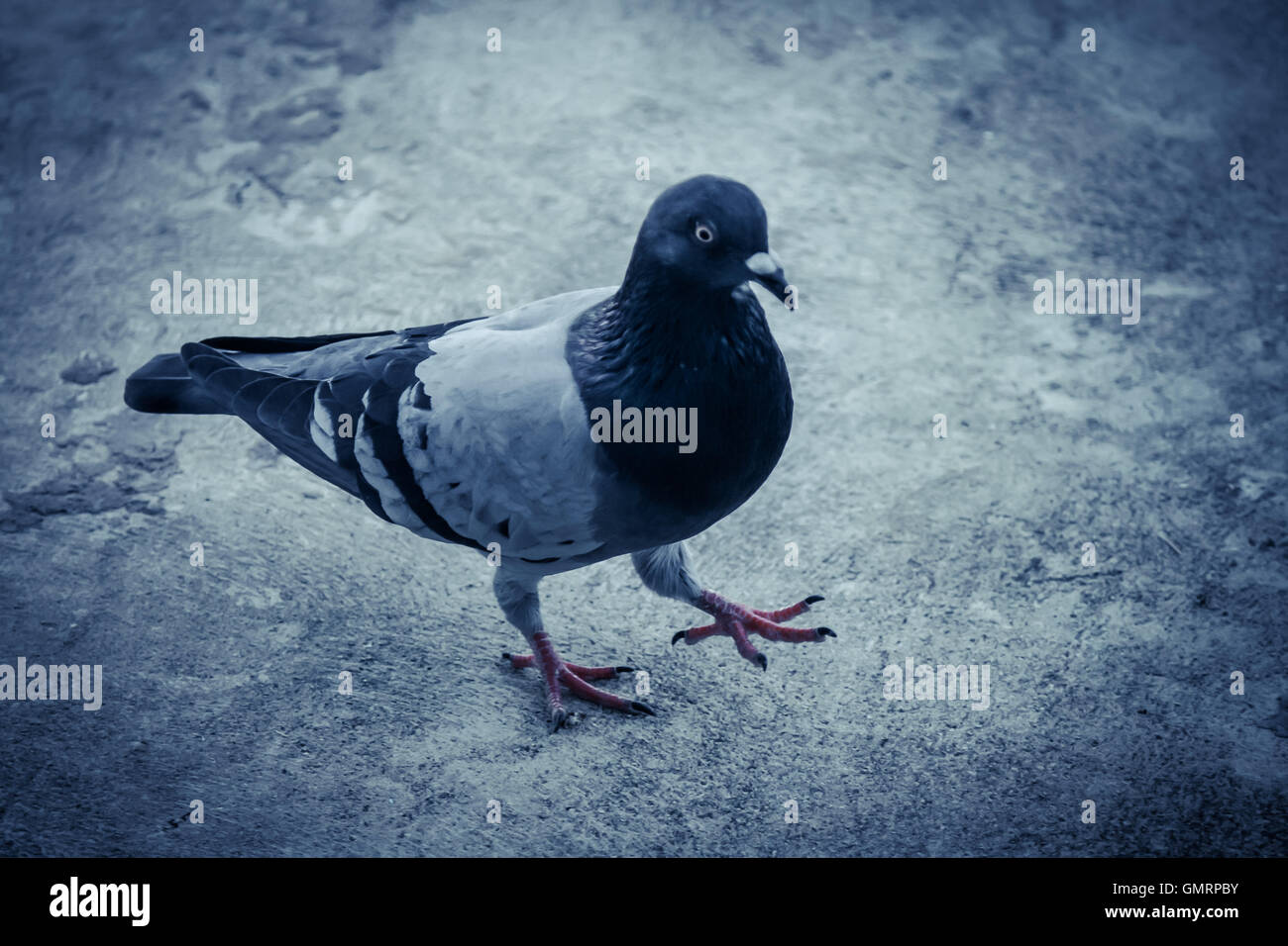 Un bel piccione orgogliosamente struts Foto Stock