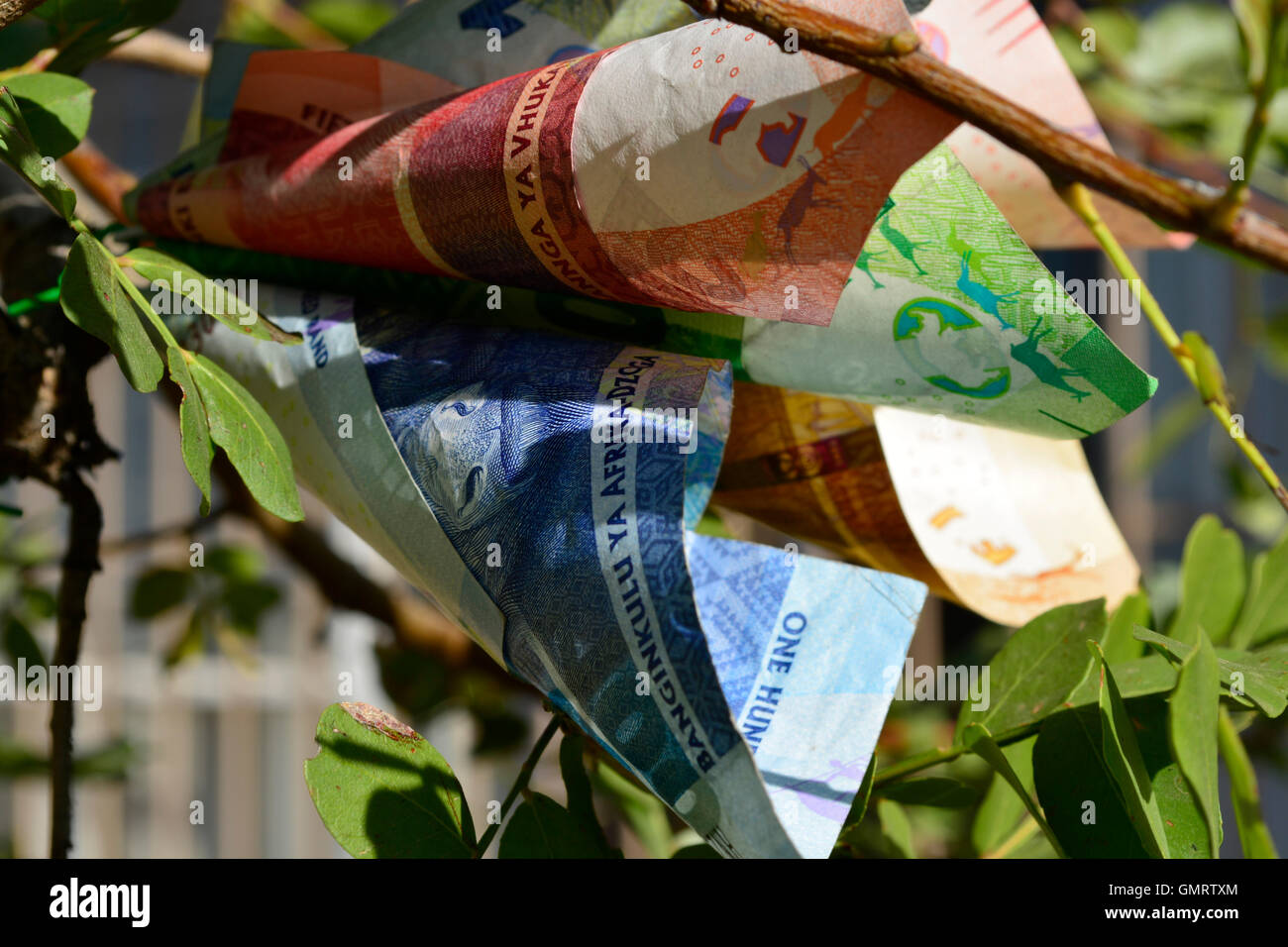Fiore di denaro su money tree concetto vicino la vista laterale di Rands Sudafricani valuta ZAR il denaro cresce sugli alberi Foto Stock