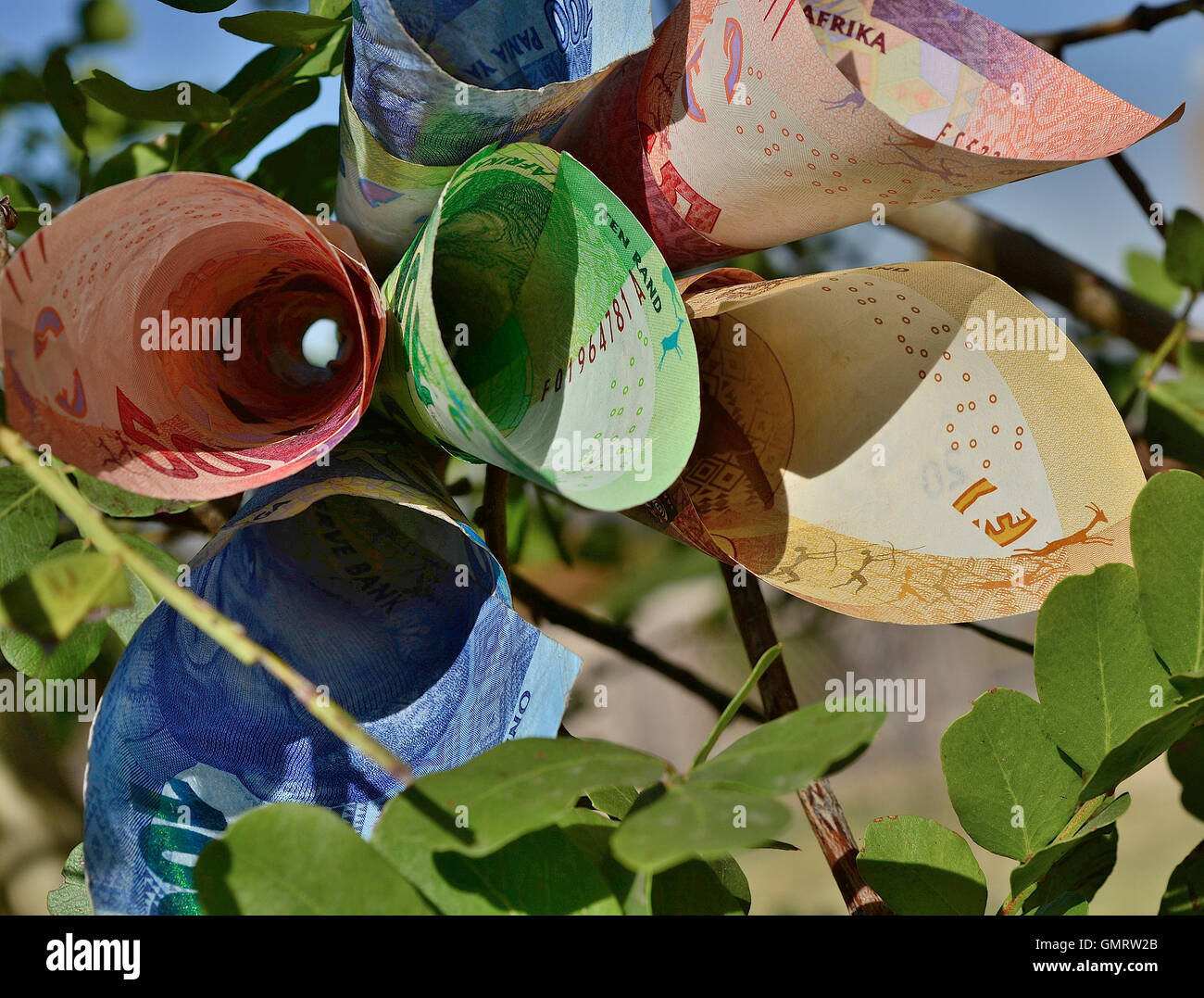 Fiore di denaro su money tree concetto close up vista frontale di Rands Sudafricani valuta ZAR il denaro cresce sugli alberi Foto Stock