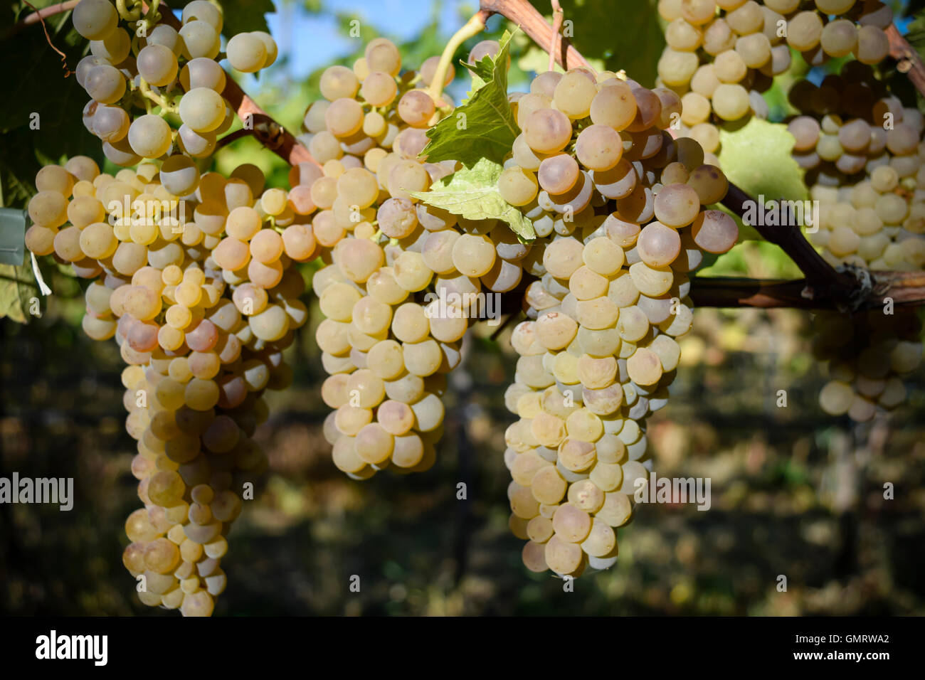 Il Viognier Vino bianco uva Okanagan Valley British Columbia Penticton Foto Stock