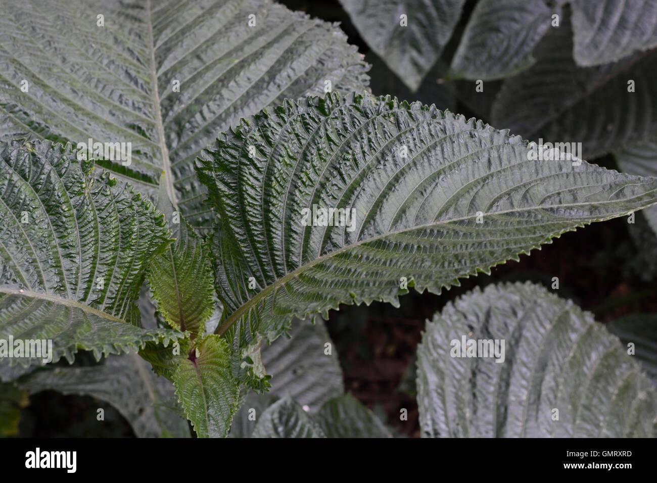 Textured foglie di colore verde scuro per gli sfondi con forti venature Foto Stock