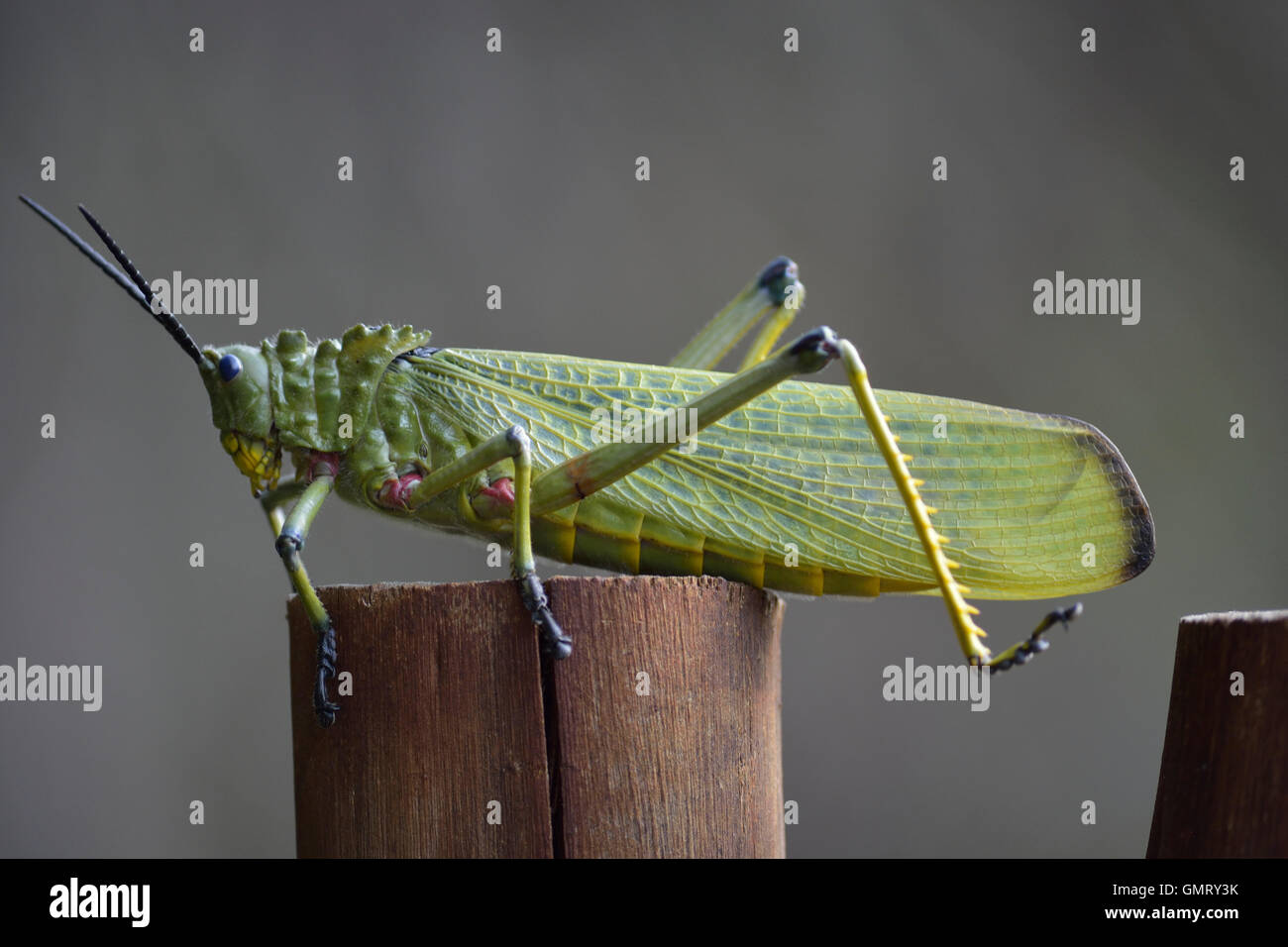 Milkweed verde locusta o bush Africano grasshopper è un ampio e verde e rosso velenoso alato grasshopper Phymateus viridipes Foto Stock