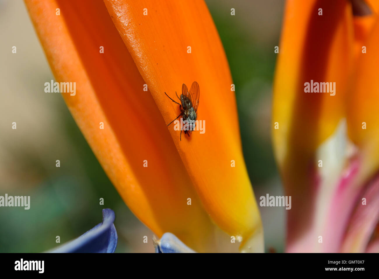 Close up di grigio fly avanzamento sul vivido arancione uccello del paradiso fiore della pianta Strelitzia Foto Stock