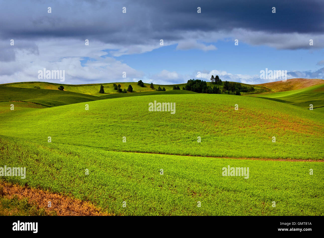 Palouse County, nello Stato di Washington, USA Foto Stock