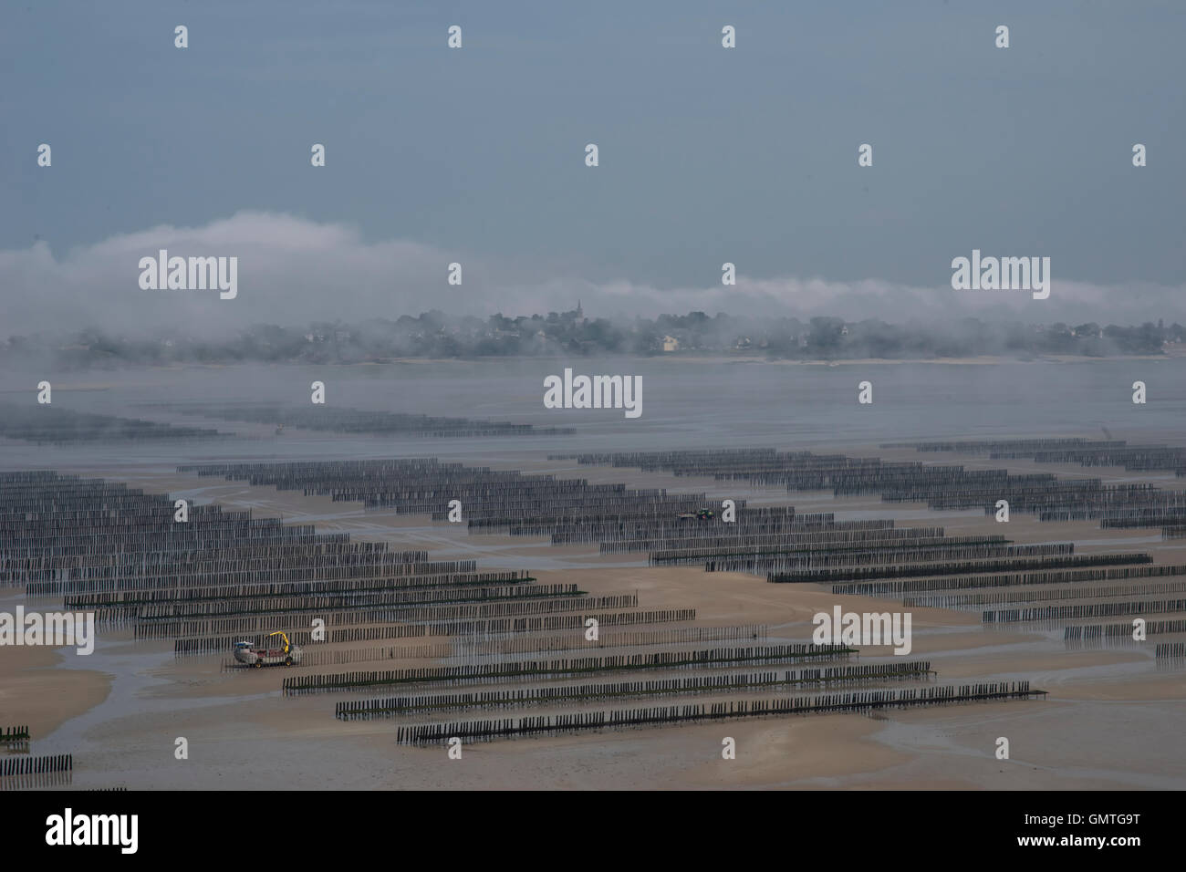 Mitilicoltura bassa marea brumoso paesaggio storico in background trattore specializzato mist beach trappole stakes Brittany mollusco marino Foto Stock