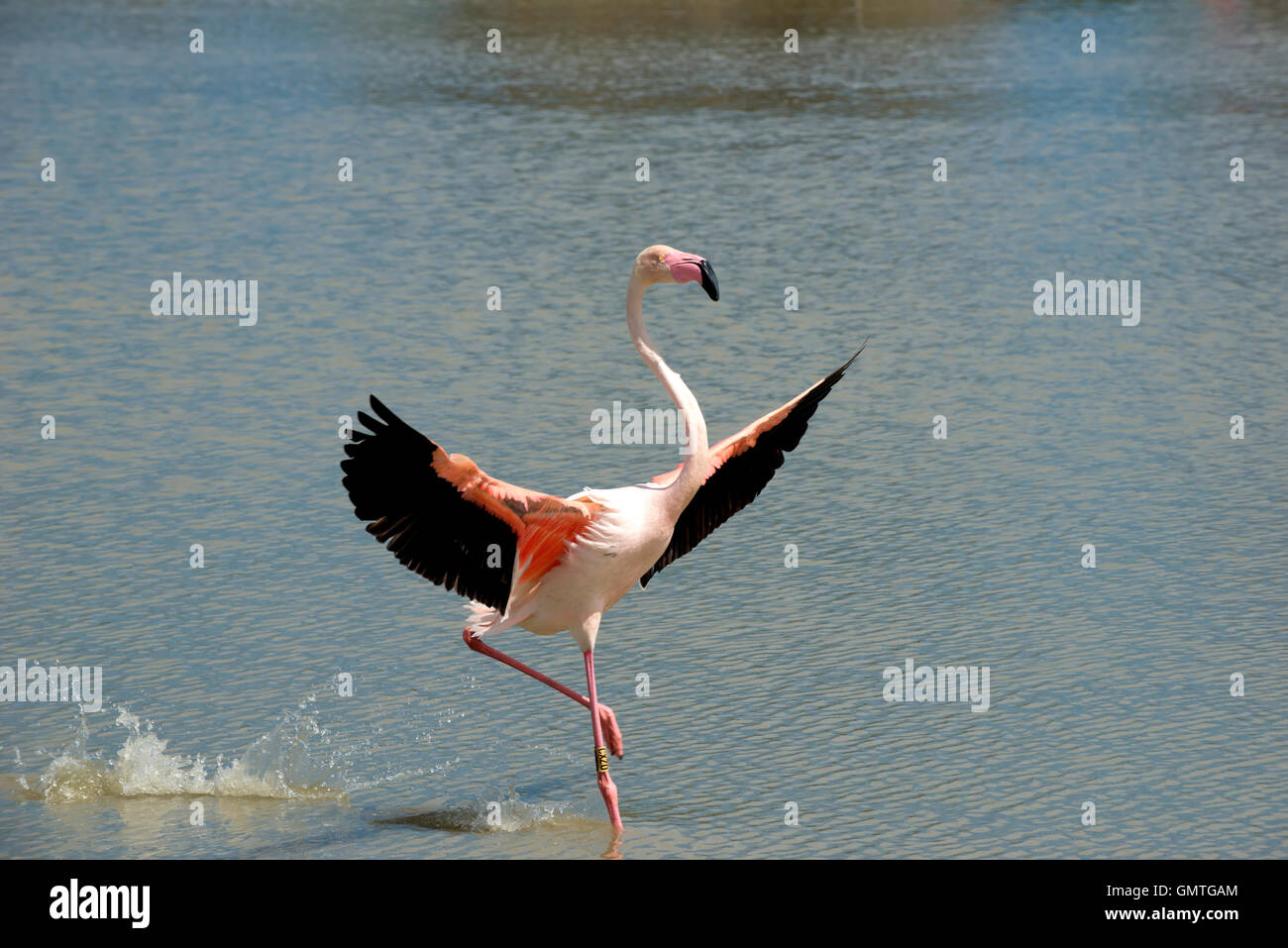 Flamingo di atterraggio o decollo lago Camargue avifauna Foto Stock