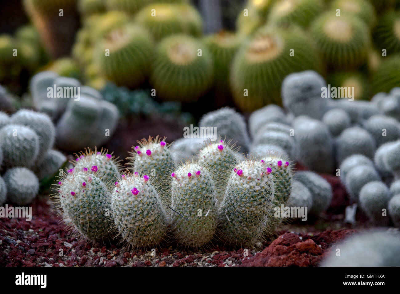 Piccolo Cactus con fiori Foto Stock