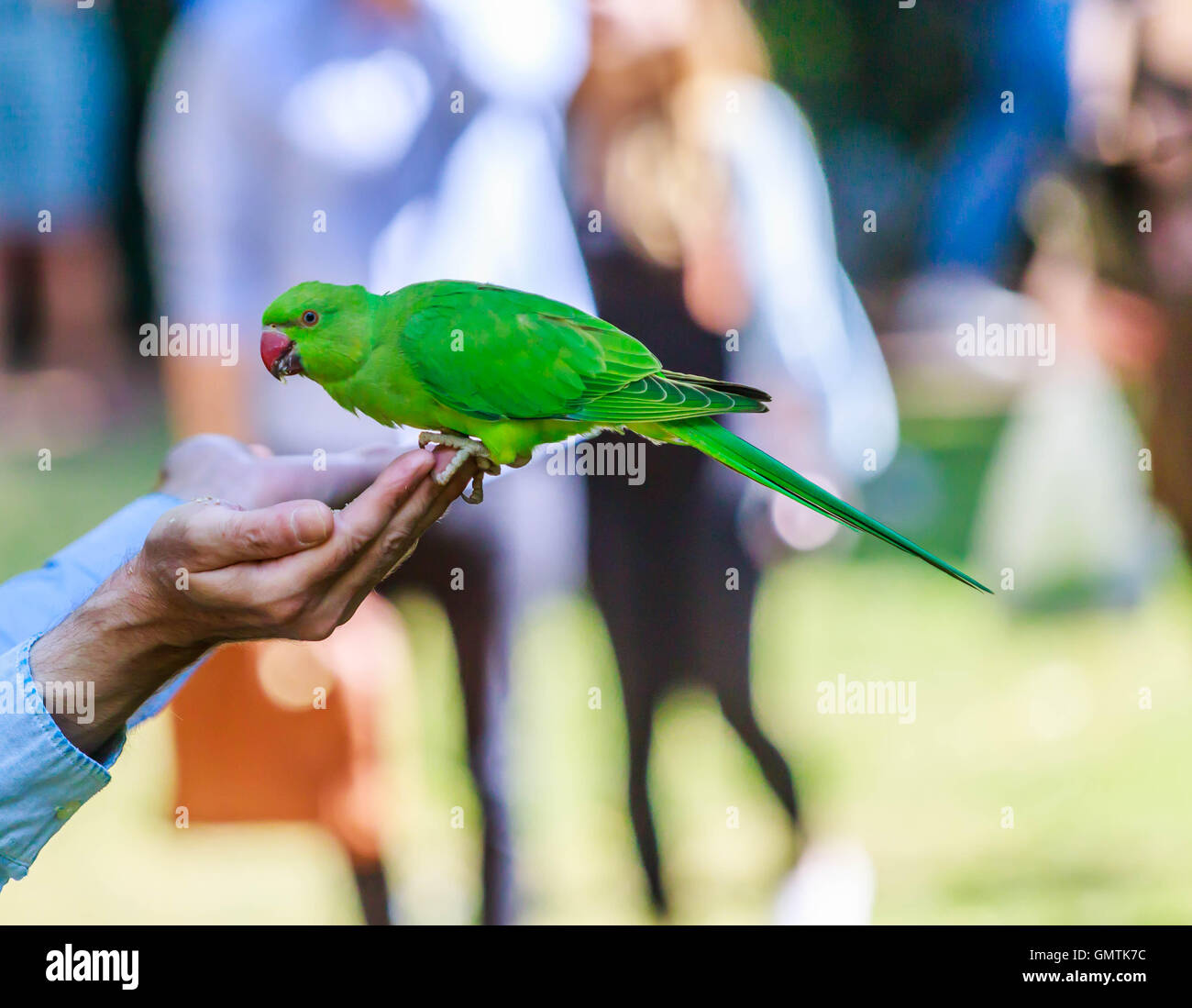 Collo ad anello India parrocchetto in Hyde park essendo alimentato a mano di volare intorno alla zona. Foto Stock