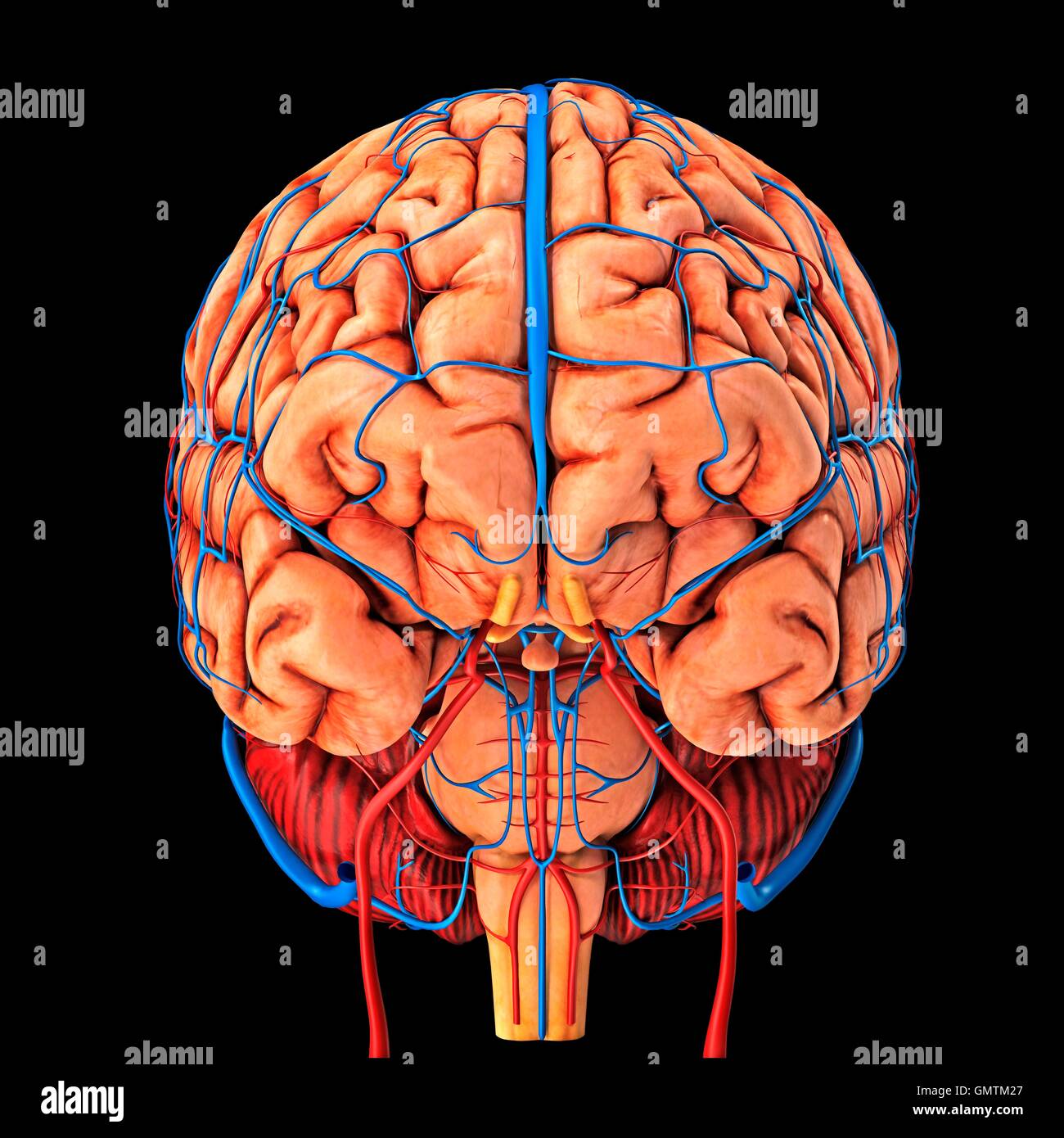 Il cervello del sistema vascolare e la fornitura di sangue. Illustrazione che mostra il cervello con arterie (rosso) e vene (blu). Foto Stock