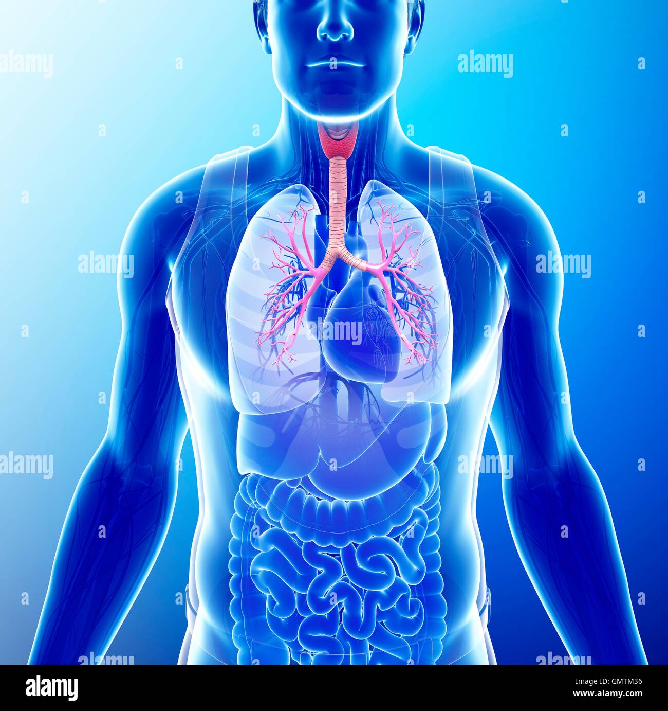 Illustrazione dei bronchi maschio. Foto Stock