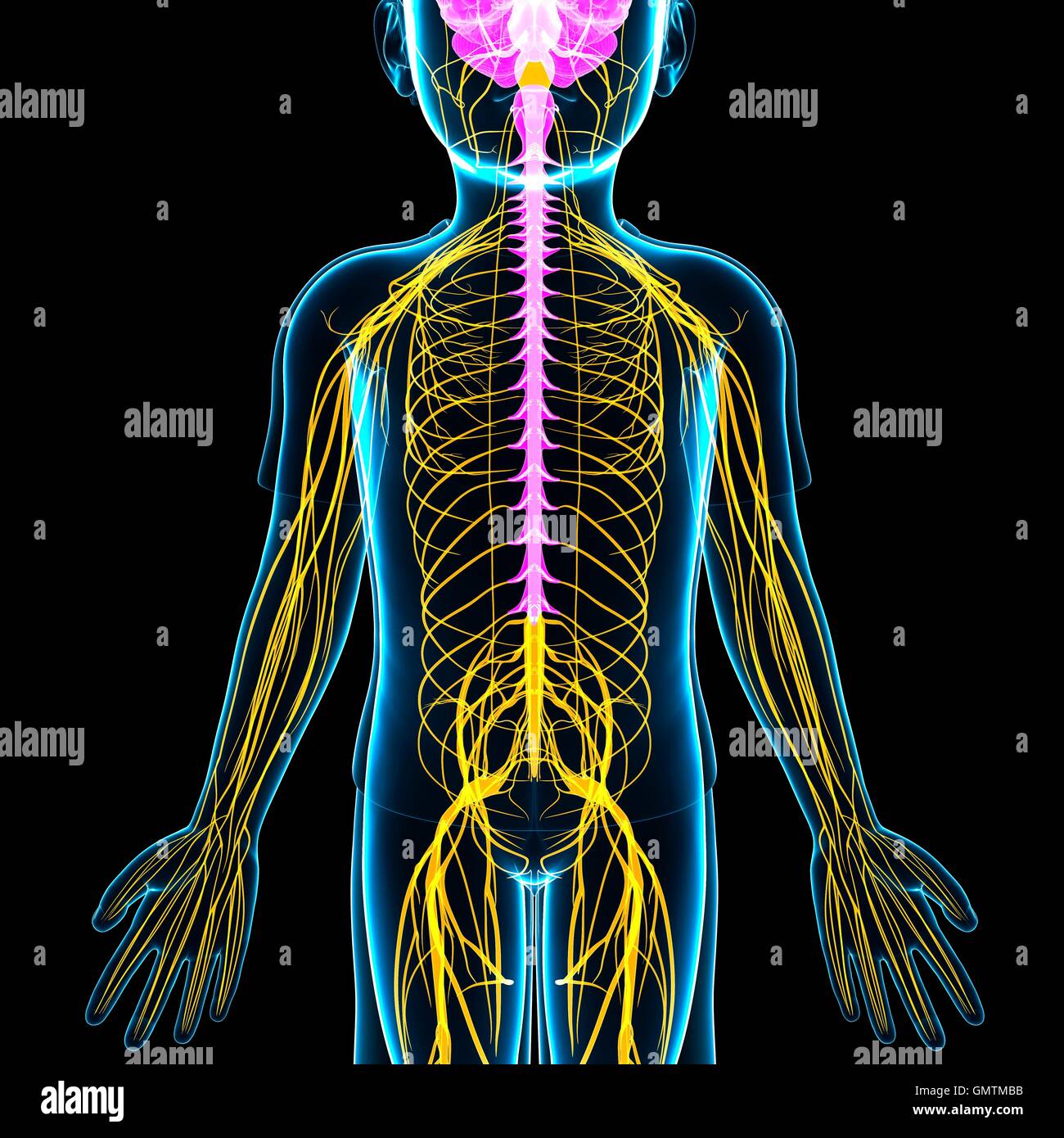 Illustrazione di un bambino nervoso del sistema. Foto Stock
