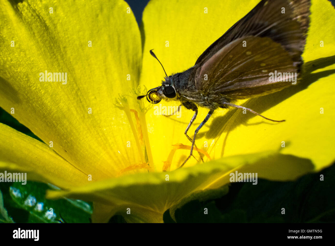 Closeup farfalla sul fiore (Comune tiger farfalla) Foto Stock