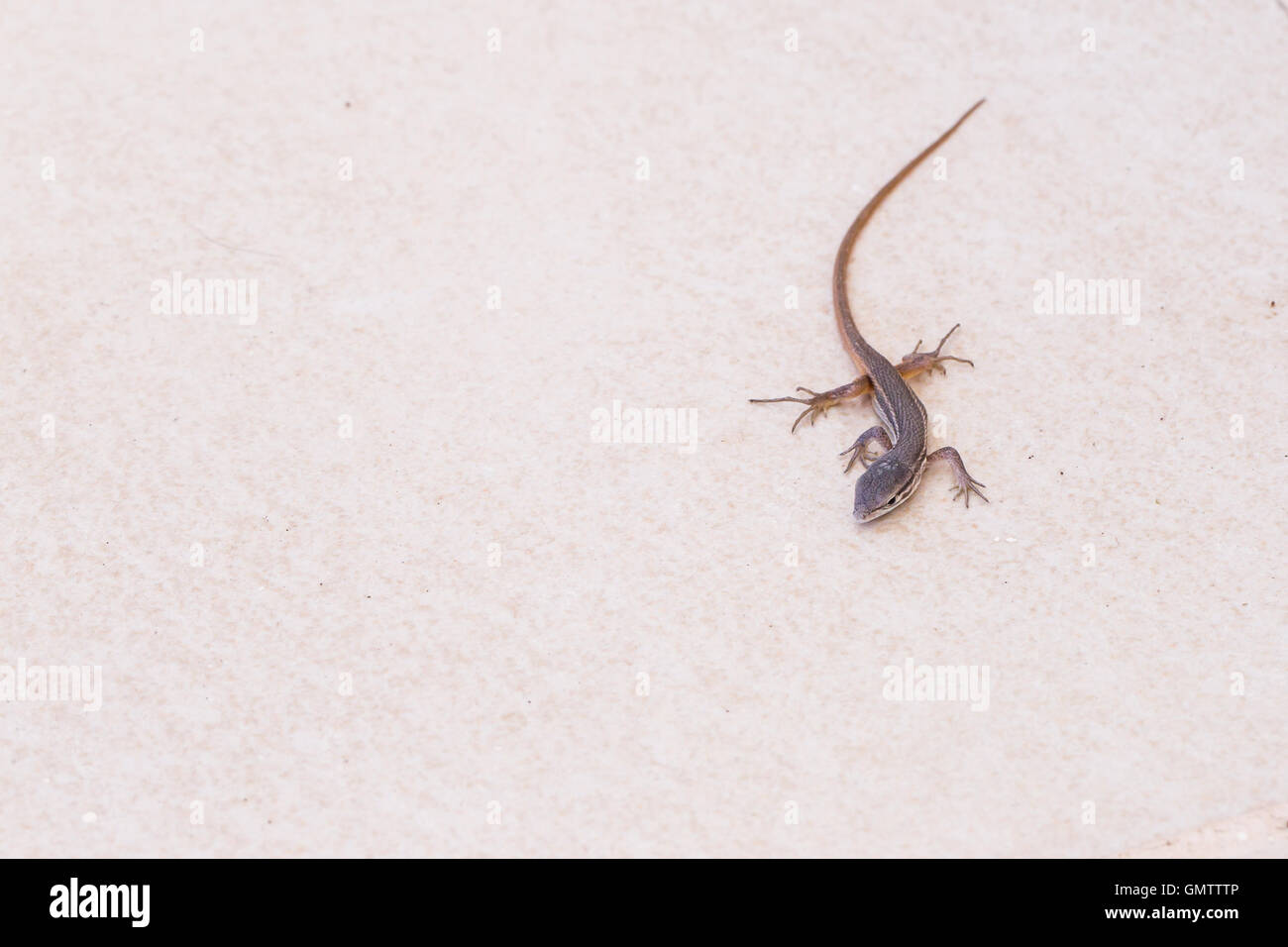 I giovani di lunga coda psammodromus lizard, Andalusia. Da sopra il bianco, in pietra color crema, tle con copia spazio. Foto Stock