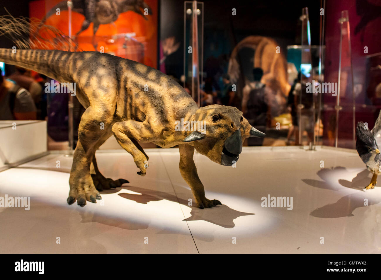NEW YORK, Stati Uniti d'America - 31 luglio 2016: dettaglio dal Museo Americano di Storia Naturale di New York. Museo è stabilito a 1869 e tod Foto Stock