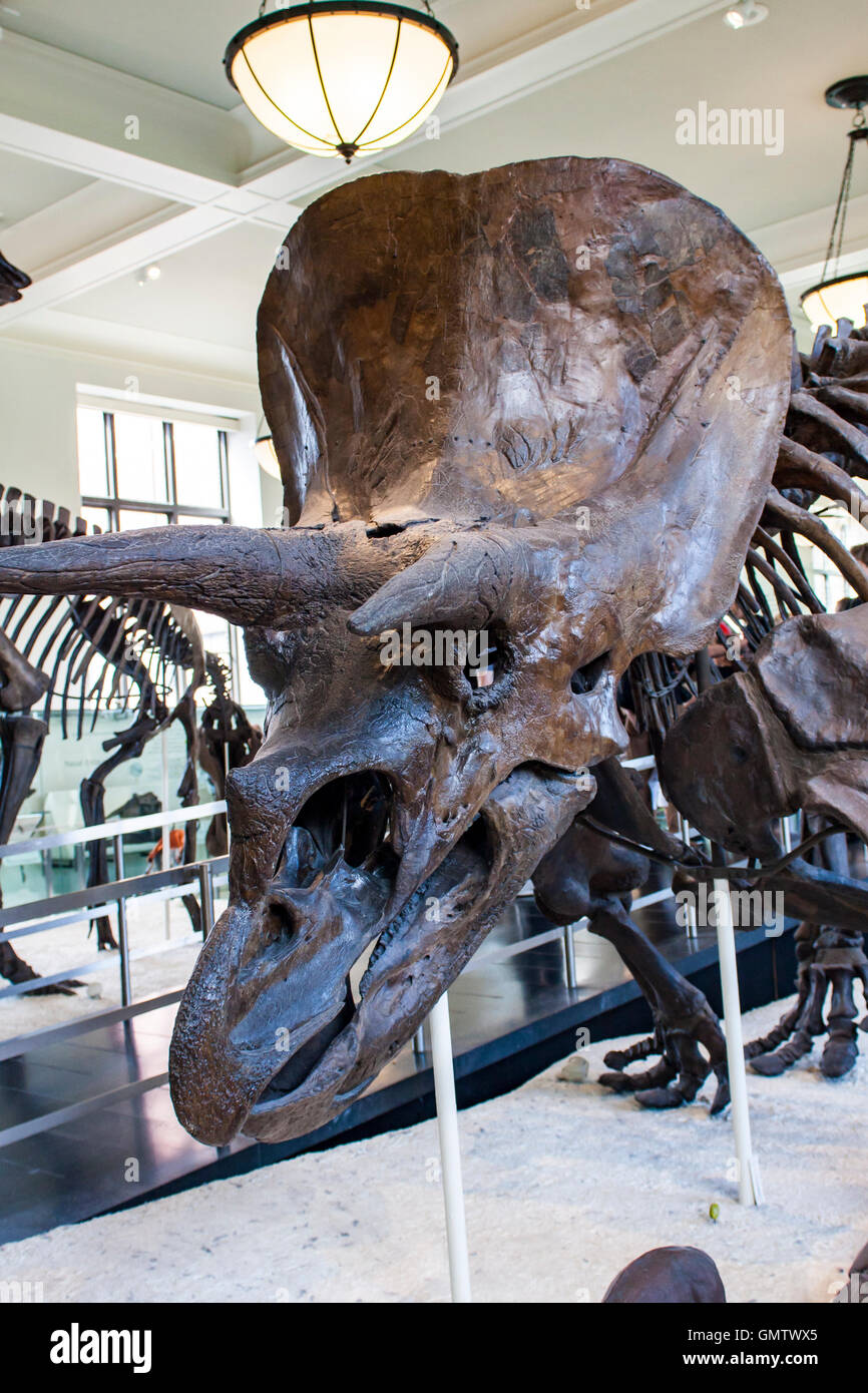 NEW YORK, Stati Uniti d'America - 1 agosto 2016: dettaglio dal Museo Americano di Storia Naturale di New York. Museo è stabilito a 1869 e a Foto Stock