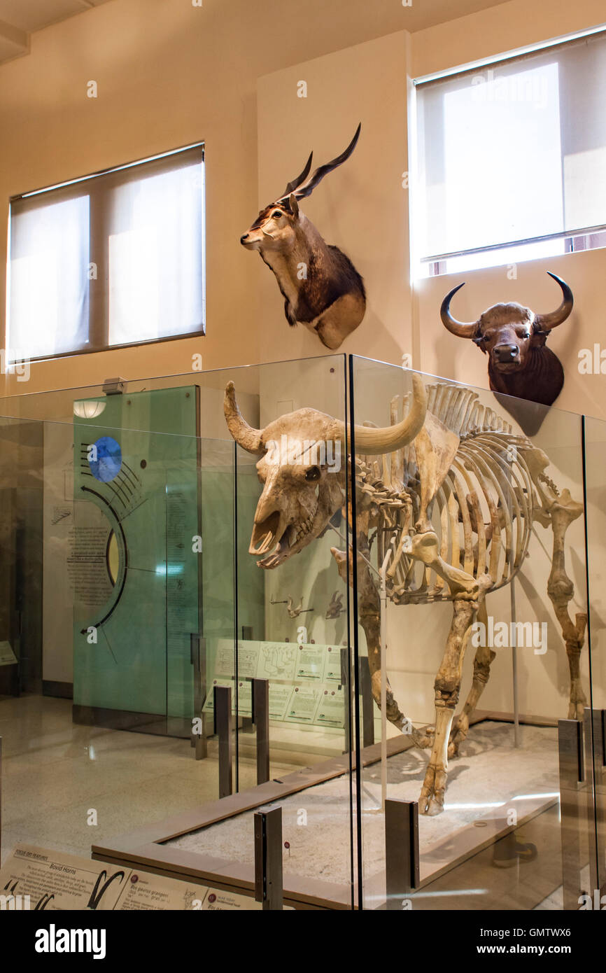 NEW YORK, Stati Uniti d'America - 1 agosto 2016: dettaglio dal Museo Americano di Storia Naturale di New York. Museo è stabilito a 1869 e a Foto Stock