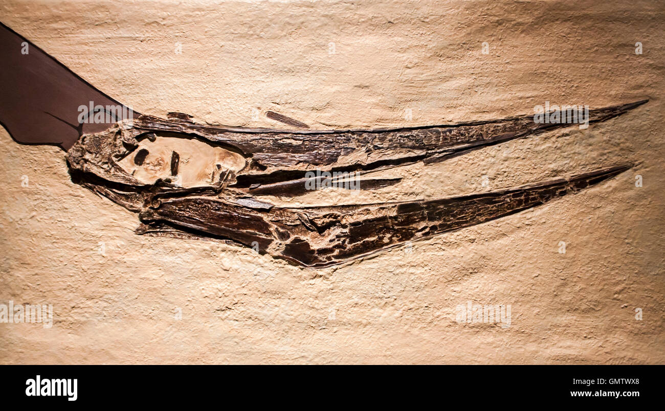 Fossile di Pteranodon dal Museo Americano di Storia Naturale di New York. Museo è stabilito Foto Stock