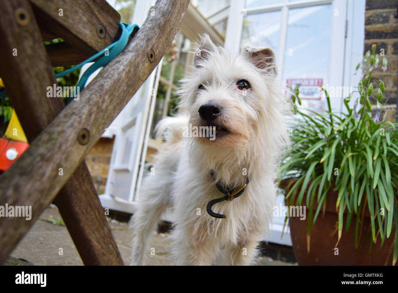 Piccolo, bianco, carino pedigree Parson Jack Russell Terrier cercando di telecamera in un giardino Inglese guardando interessati Foto Stock