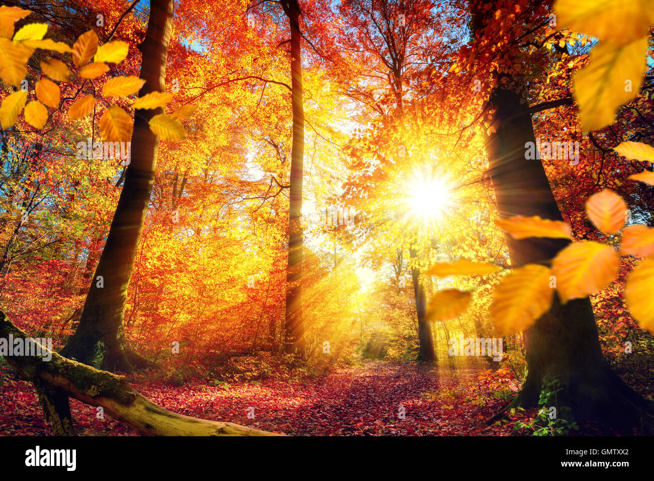 Colorato paesaggio autunnale una foresta, con la colata di sun bellissimi raggi di luce attraverso il rosso e il fogliame in oro Foto Stock