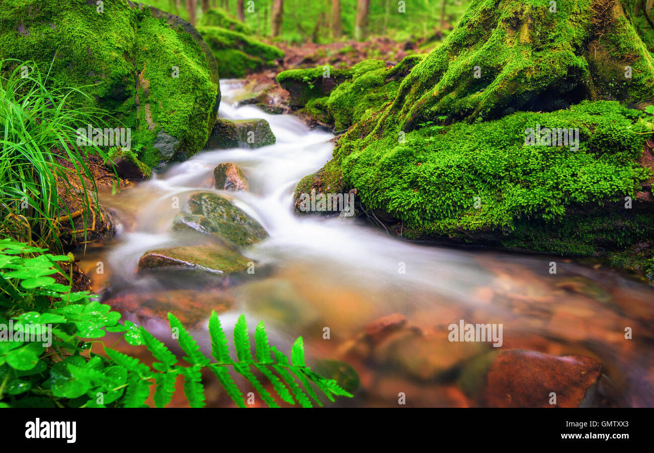 Primo piano di una piccola foresta brook, le chiare acque fluenti attraverso coperte di muschio terreno forestale Foto Stock