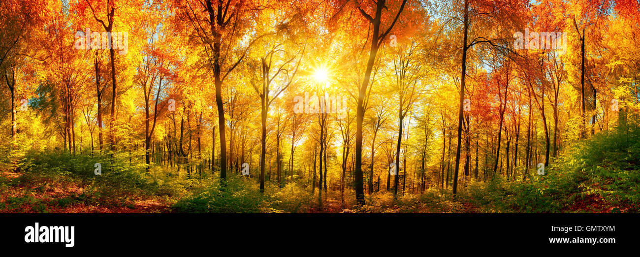 Paesaggio autunnale panorama formato: una foresta in vivaci colori caldi con il sole che splende attraverso le foglie Foto Stock