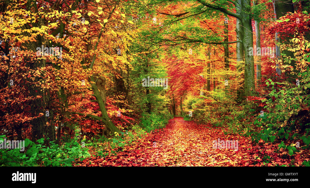 Colorato paesaggio della foresta in autunno con un percorso coperto di foglie Foto Stock