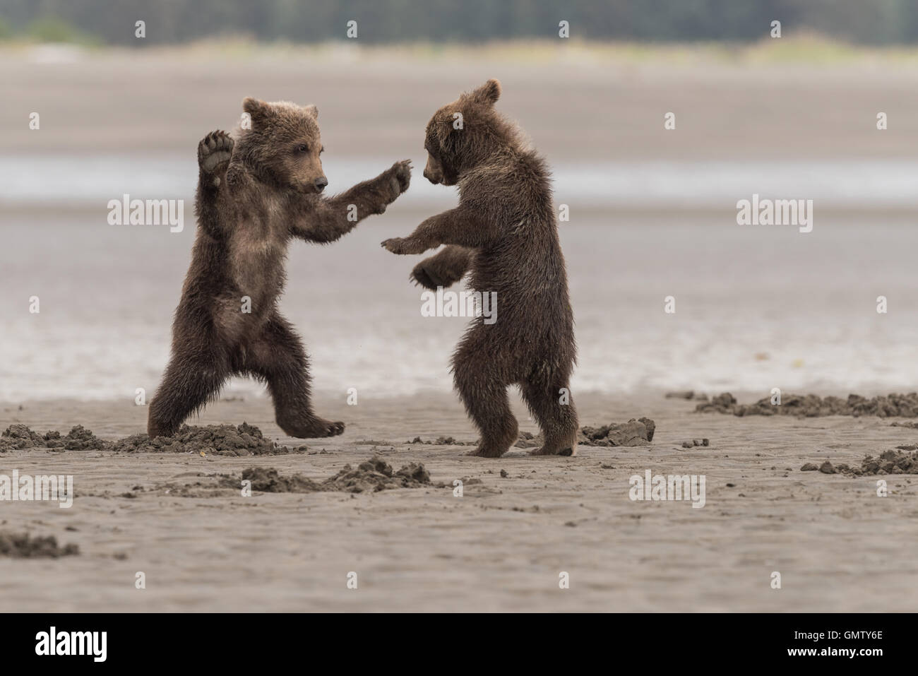 Alaskan orso bruno cubs giocando Foto Stock