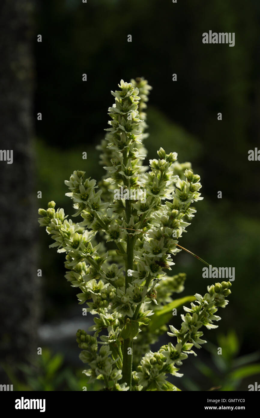 Veratrum album, comunemente noto come falsa helleborine, è un velenoso pianta medicinale delle liliacee. Foto Stock