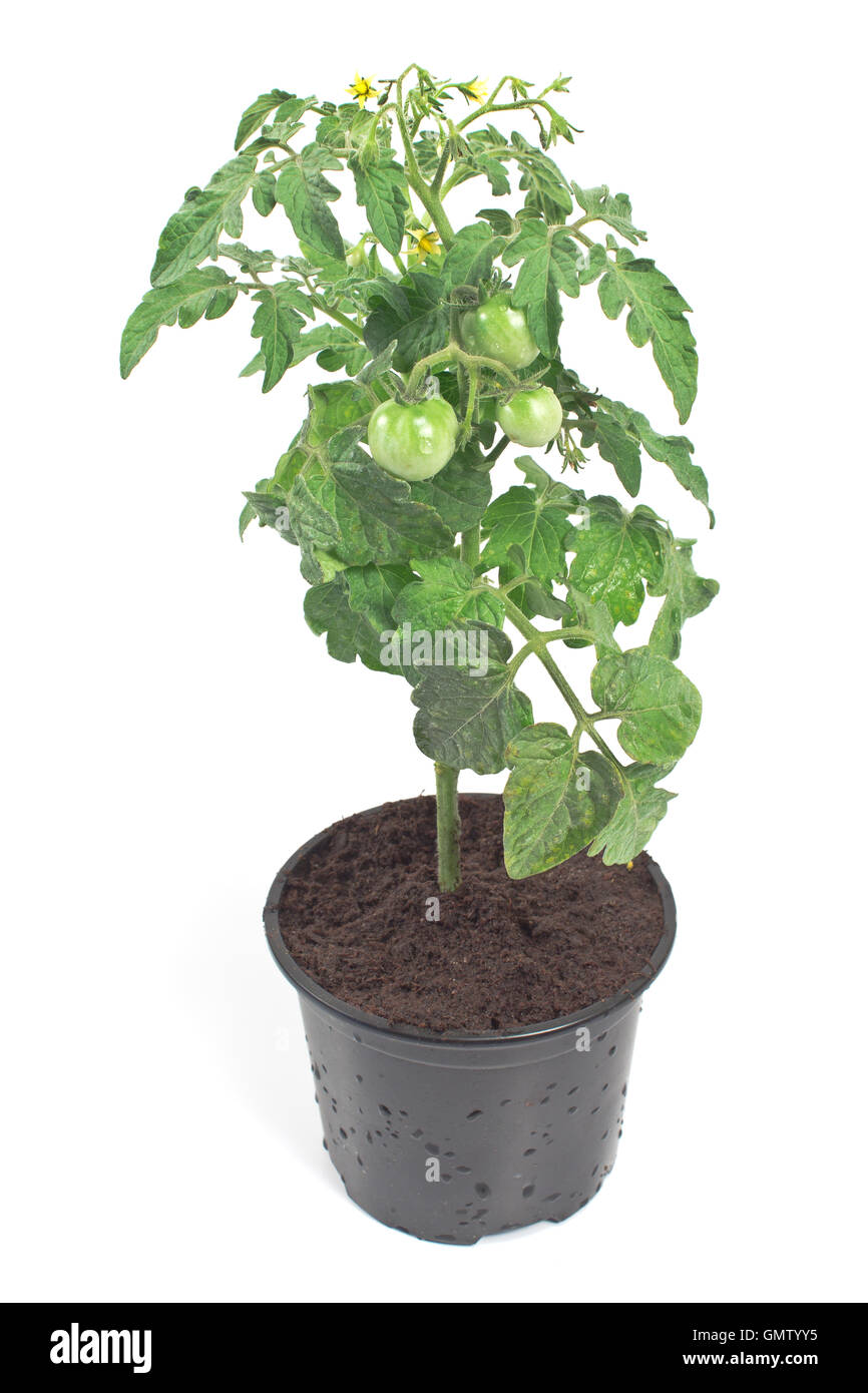 Il pomodoro pianta verde isolato su bianco Foto Stock