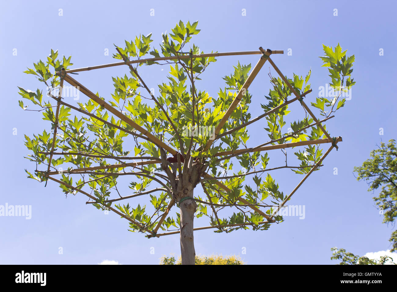 Albero giovane corona con supporto in legno sopra il cielo blu Foto Stock
