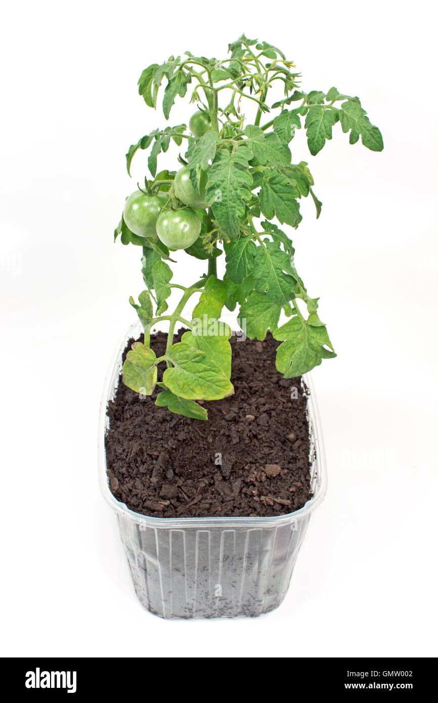 Il pomodoro pianta verde in terreno isolato su bianco Foto Stock