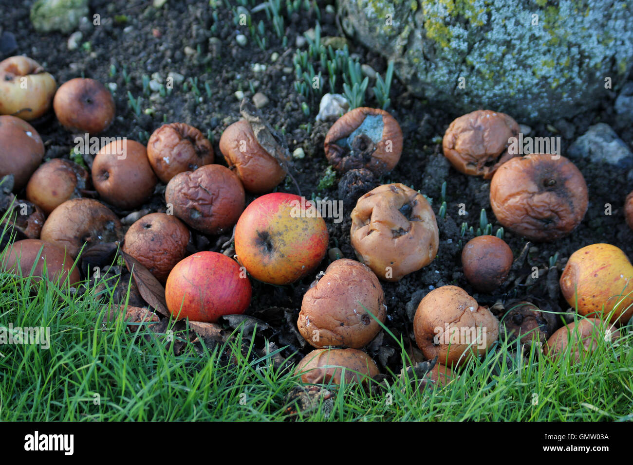 Entrambe mature e mele marce tra bucaneve emergenti sotto la base di un albero di mele in corrispondenza del bordo di un prato Foto Stock