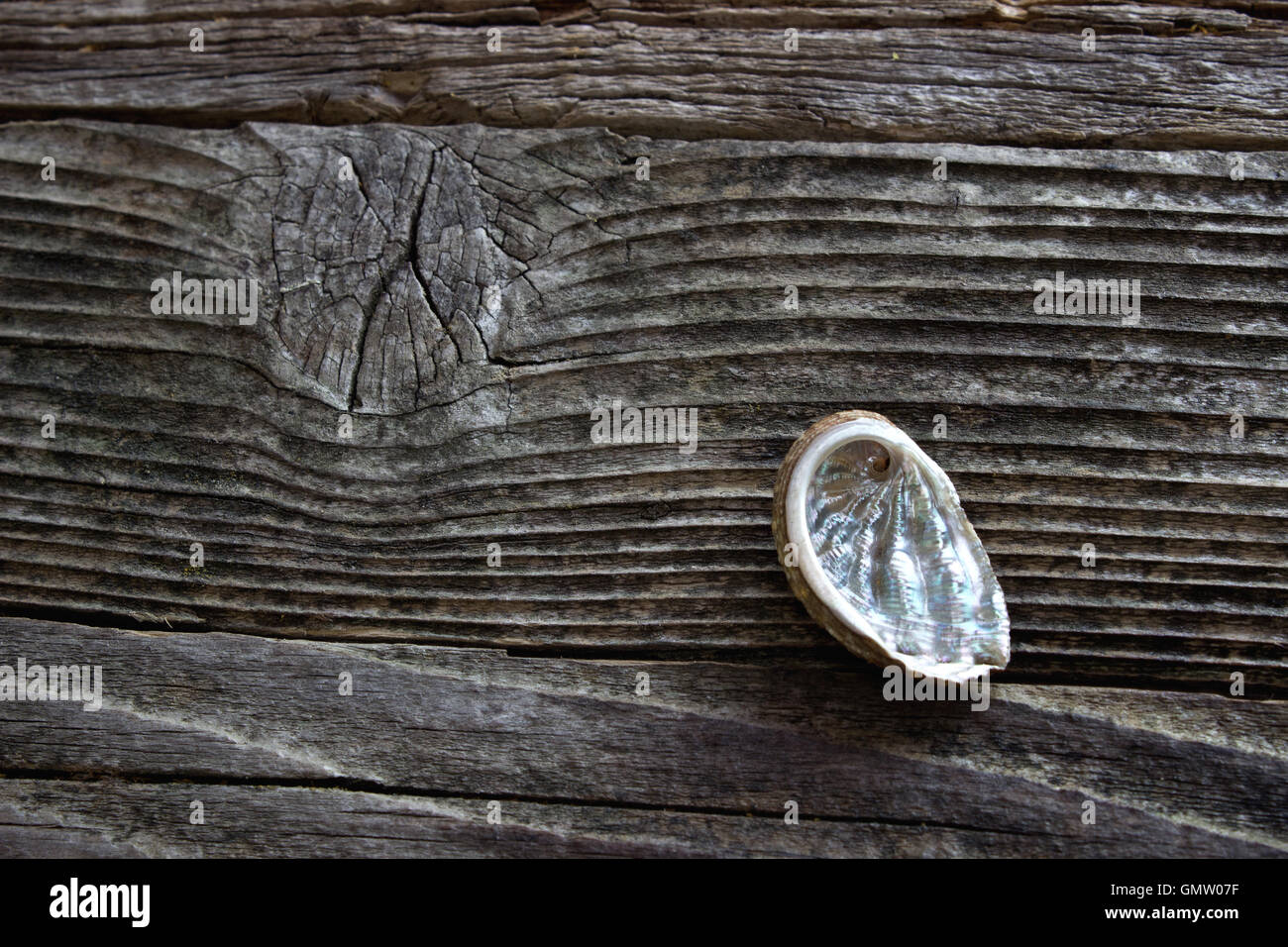 Abalone guscio nero su sfondo di legno Foto Stock
