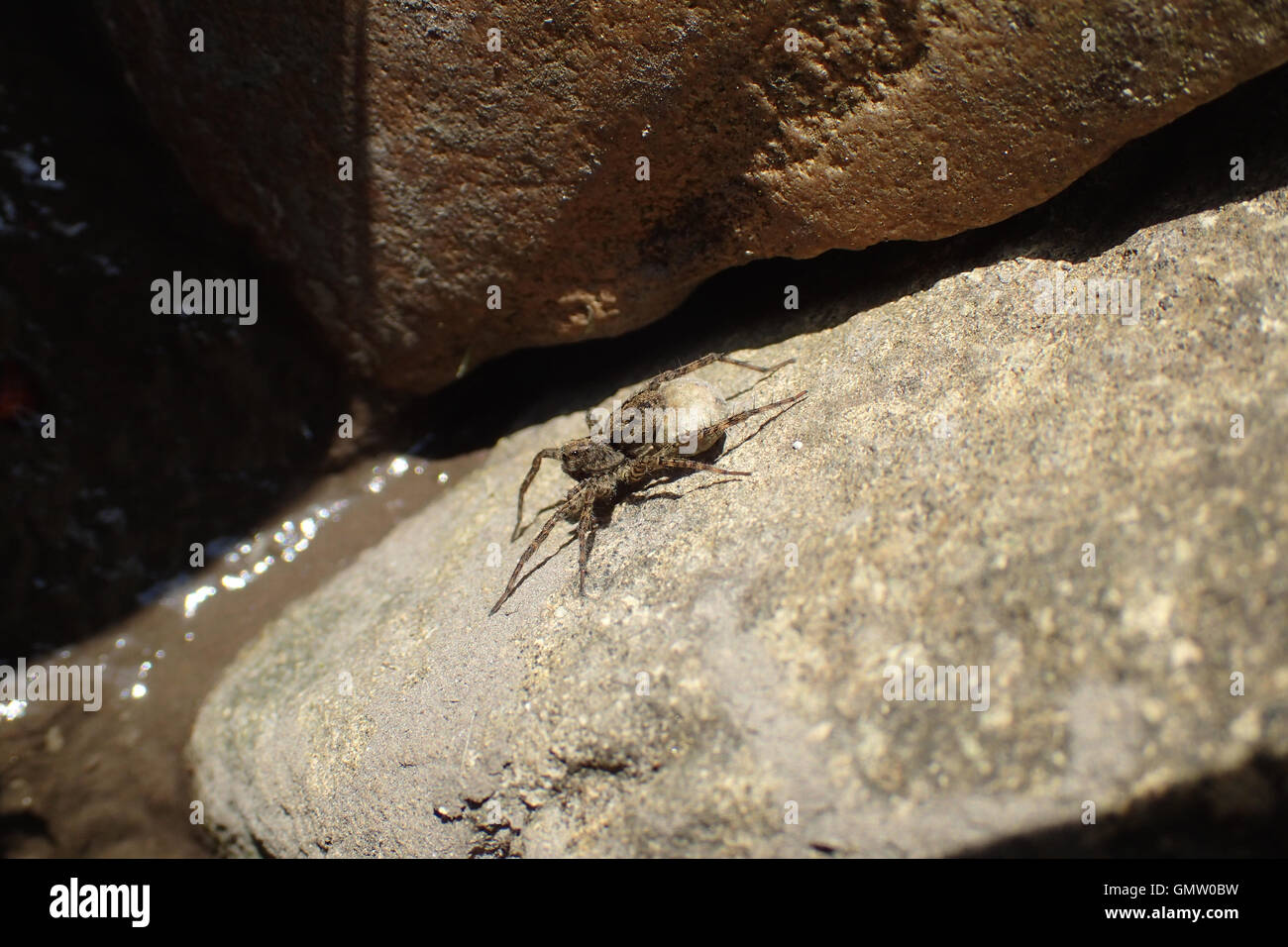 Close-up di femmina lupo maculato spider (Pardosa amentata) portante uovo sac e prendere il sole sulla pietra arenaria in corrispondenza del bordo di uno stagno Foto Stock