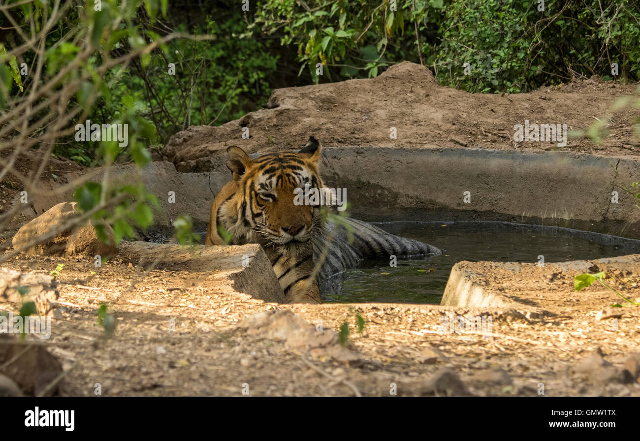 La fortuna di un momento come otteniamo ST6, un maschio dominante tigre nel Sariska Riserva della Tigre, Rajasthan, dandoci un occhiolino Foto Stock