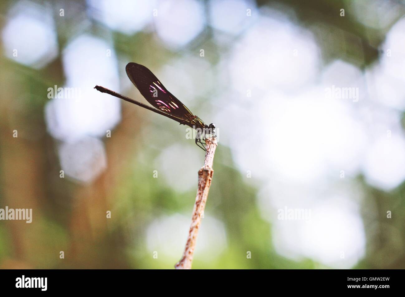 Damselfly o dragonfly persico in ramo Foto Stock