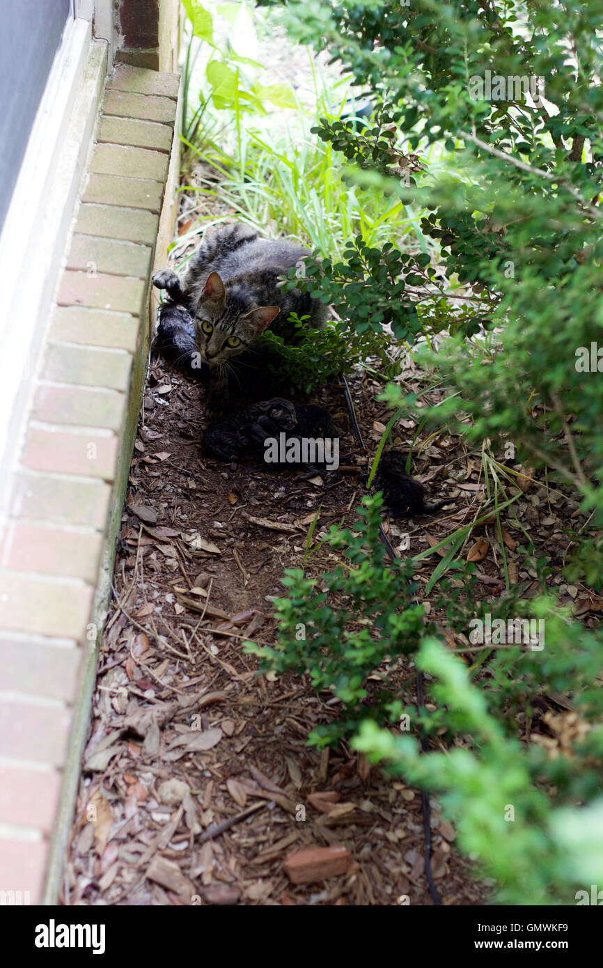 Cat parto per gattini Foto Stock