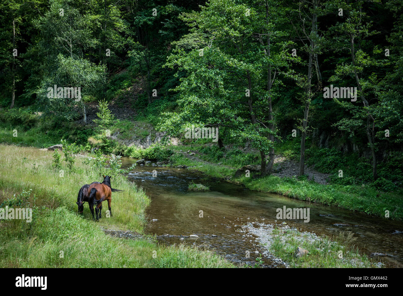 Cavalli vicino rovinato Poenari castello sul monte Cetatea in Romania Foto Stock