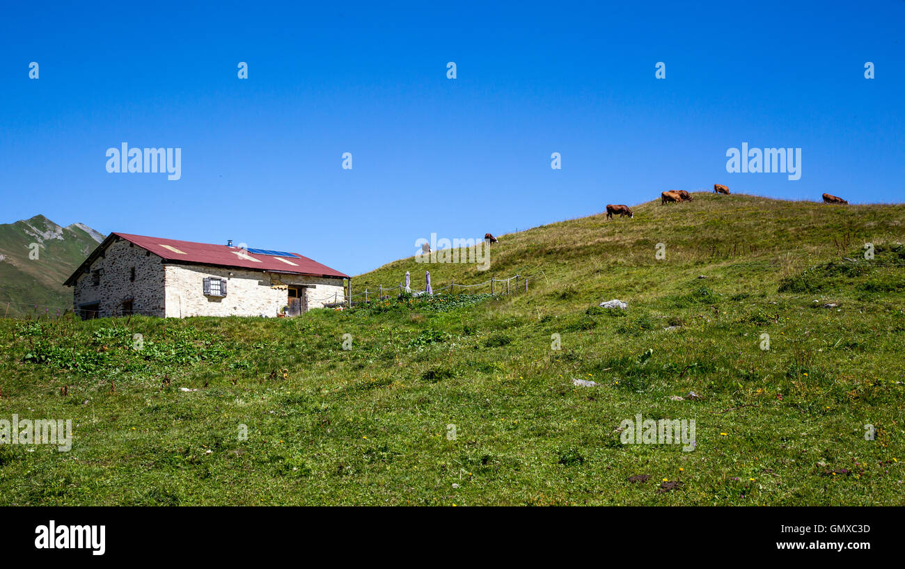 Bovini in La Rosiere sulle Alpi francesi Francia Foto Stock