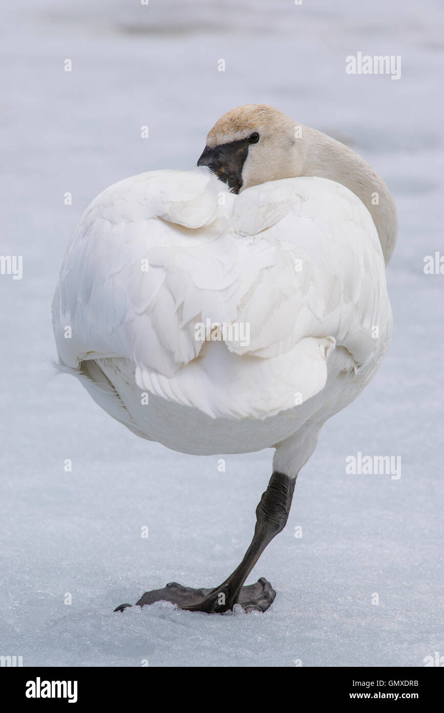 Trumpeter Swan (Cygnus buccinatore) adulto in appoggio, America del Nord Foto Stock