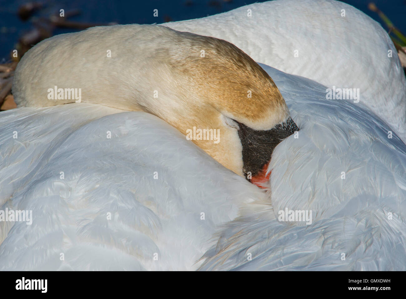Cigno (Cygnus olor) adulto dorme, Nord America orientale Foto Stock