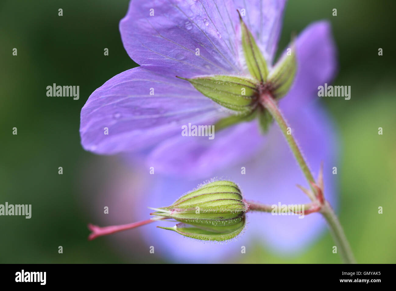 Fiore di colore viola e bud di giardino geranio Foto Stock