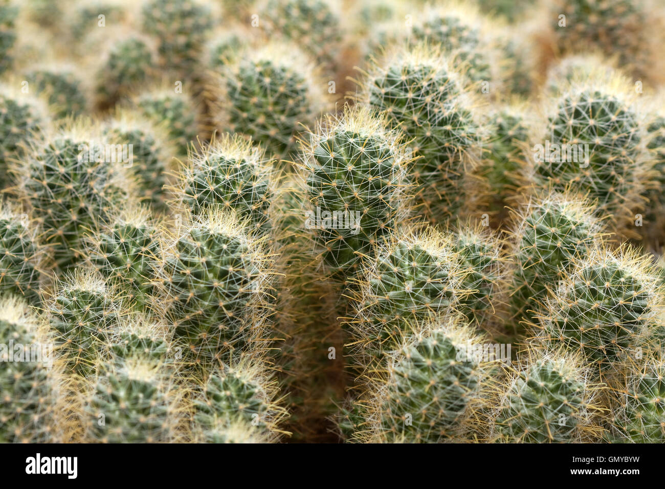 Pianta del cactus Foto Stock