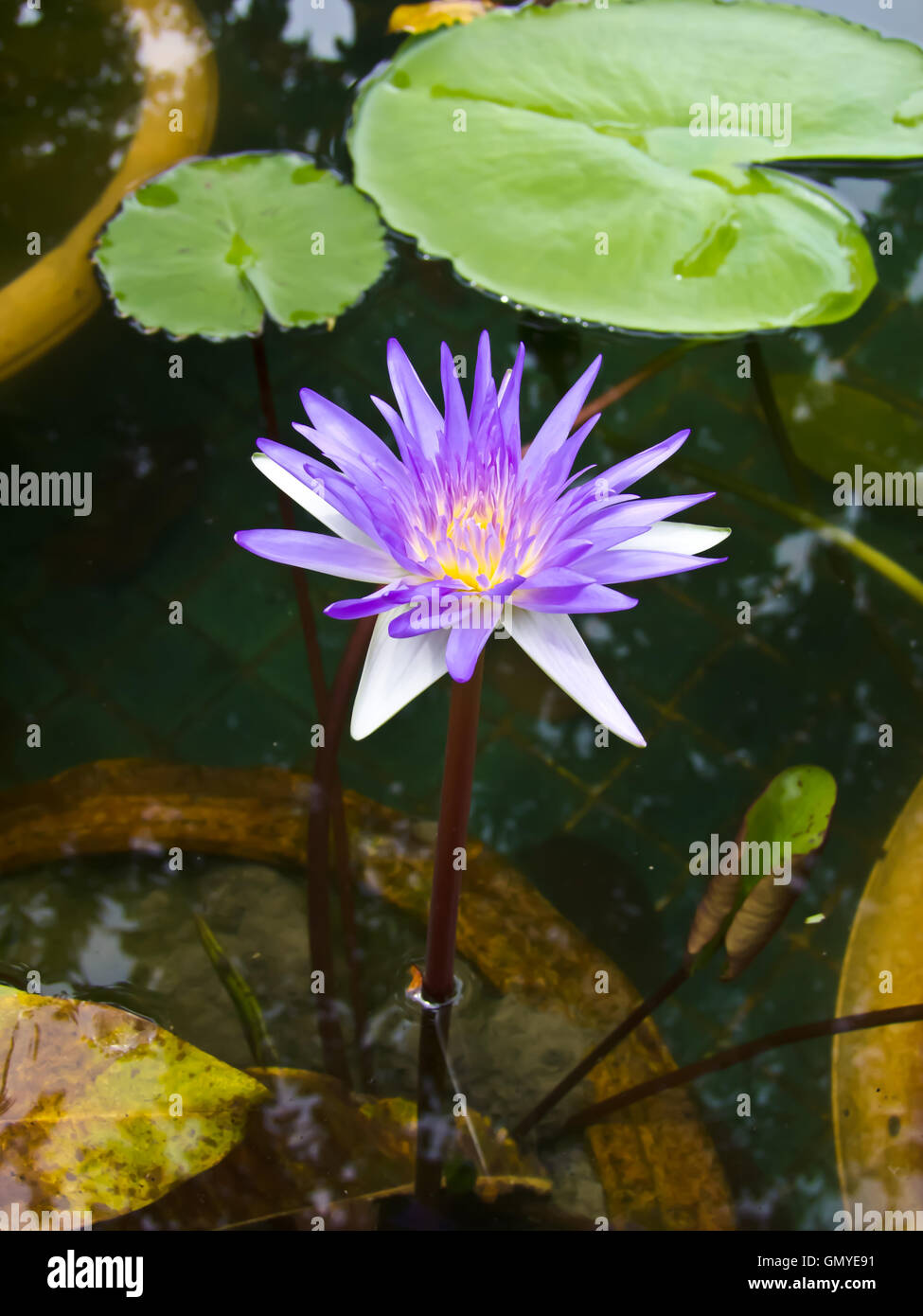 Fiore di loto Foto Stock