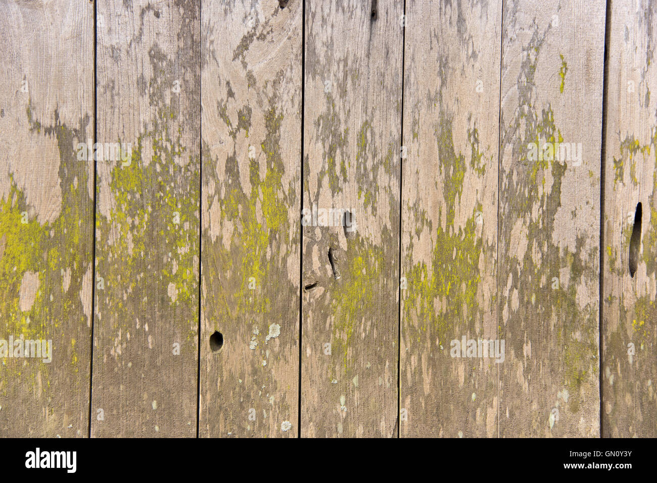 Texture di legno hanno Moss sulla tessitura Foto Stock